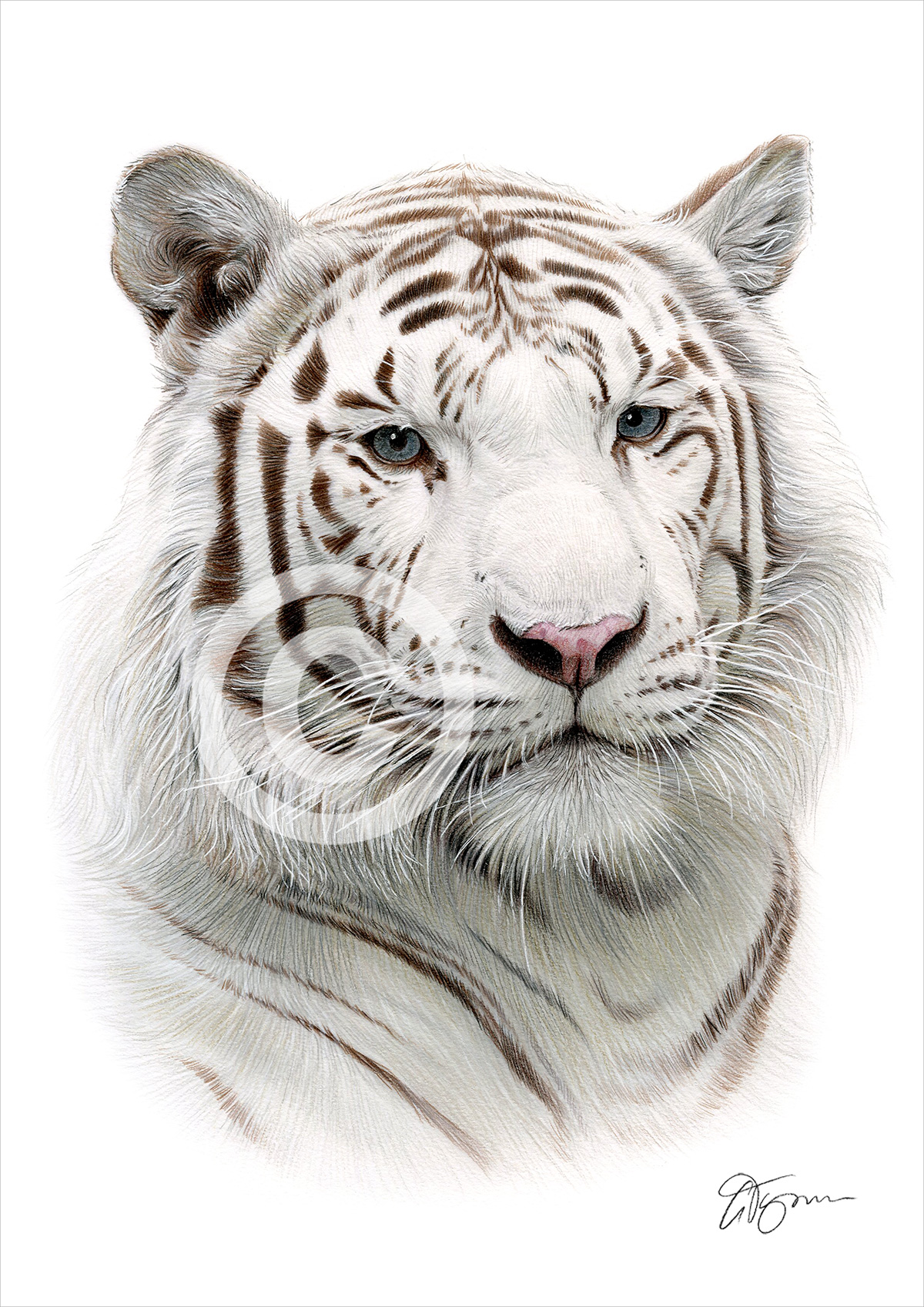 Colour pencil drawing of a white tiger by artist Gary Tymon