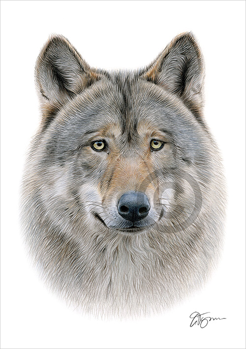 Colour pencil drawing of an adult Grey Wolf