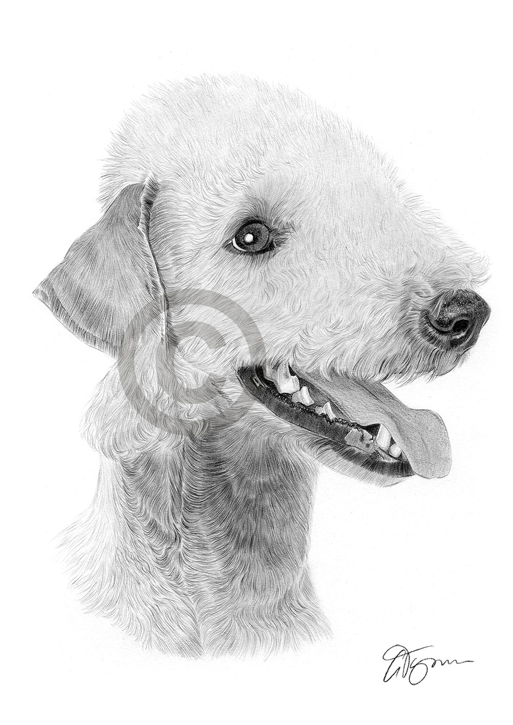 Pencil drawing of a Bedlington Terrier by artist Gary Tymon