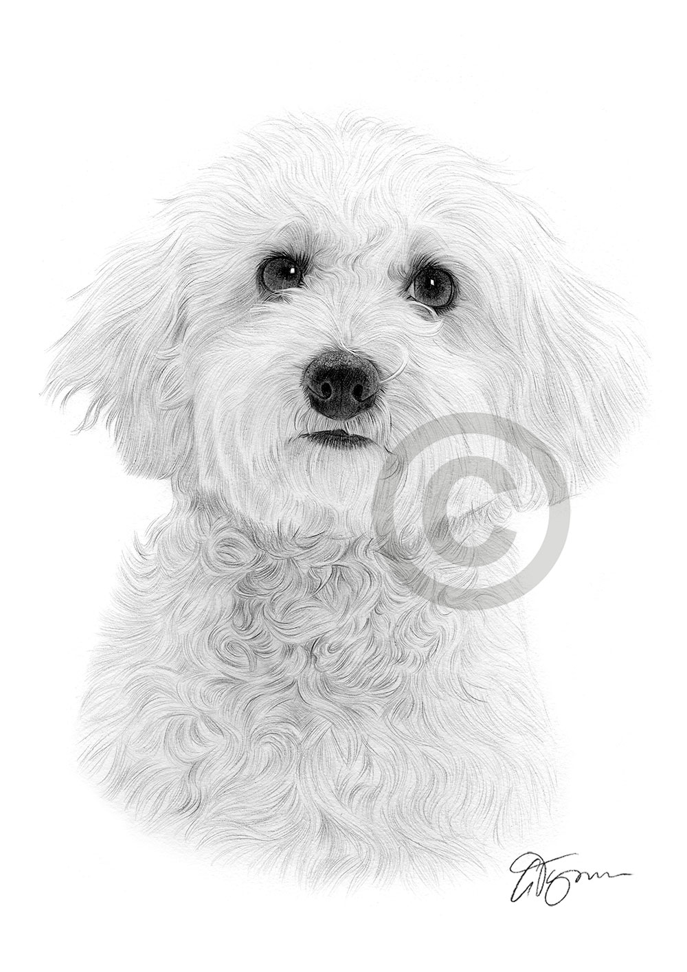 Pencil drawing of a Bichon Frise by artist Gary Tymon