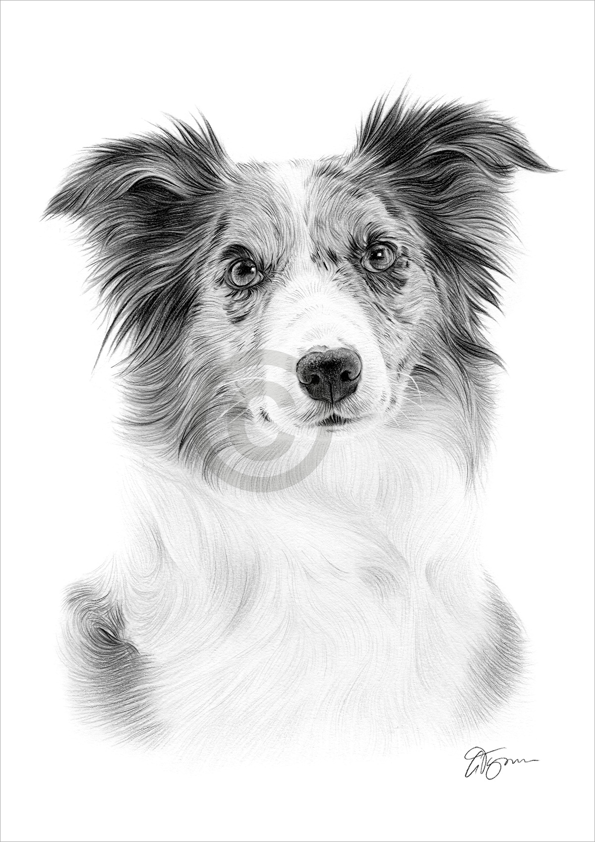 Pencil drawing of a Blue Merle Border Collie by artist Gary Tymon