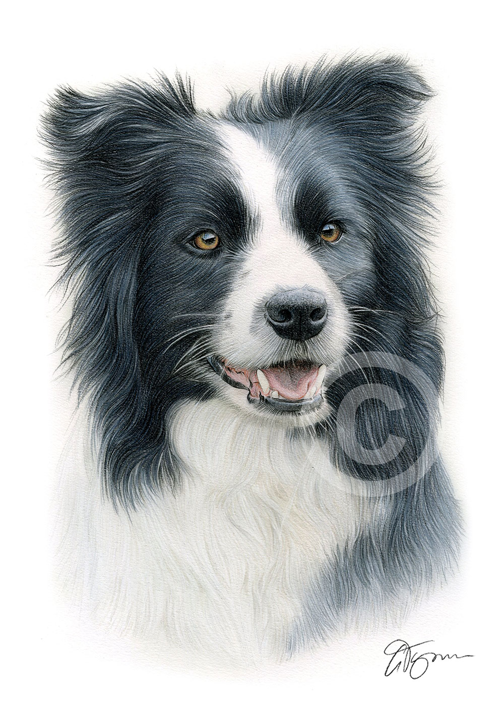 Pencil drawing of a Border Collie in colour by artist Gary Tymon