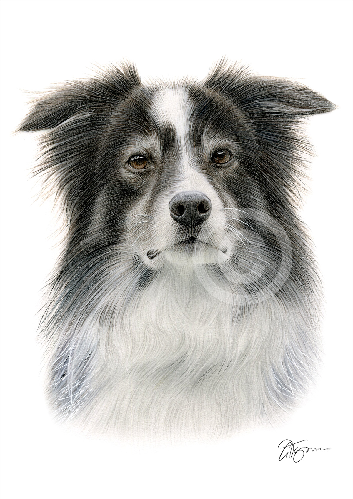 Pencil drawing of an adult Border Collie in colour by artist Gary Tymon