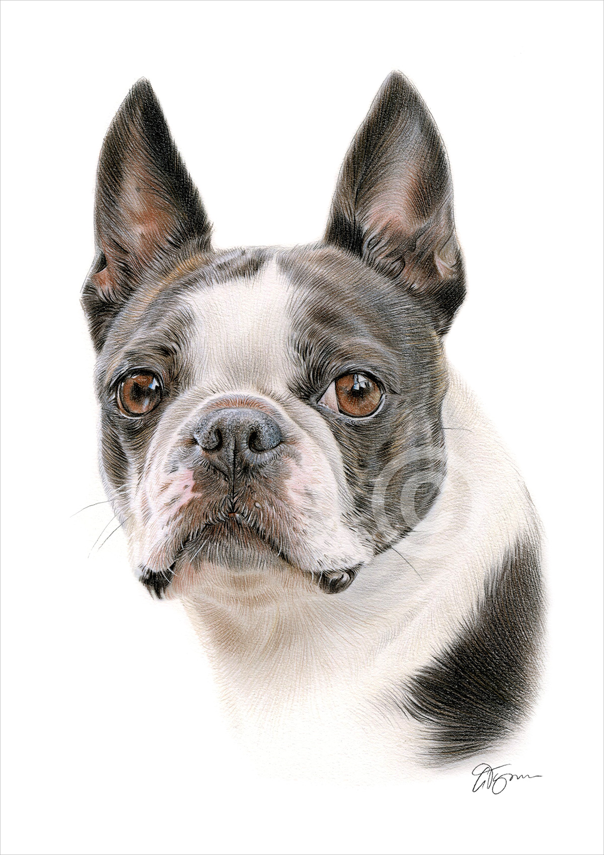 Pencil drawing of a Boston Terrier in colour by artist Gary Tymon