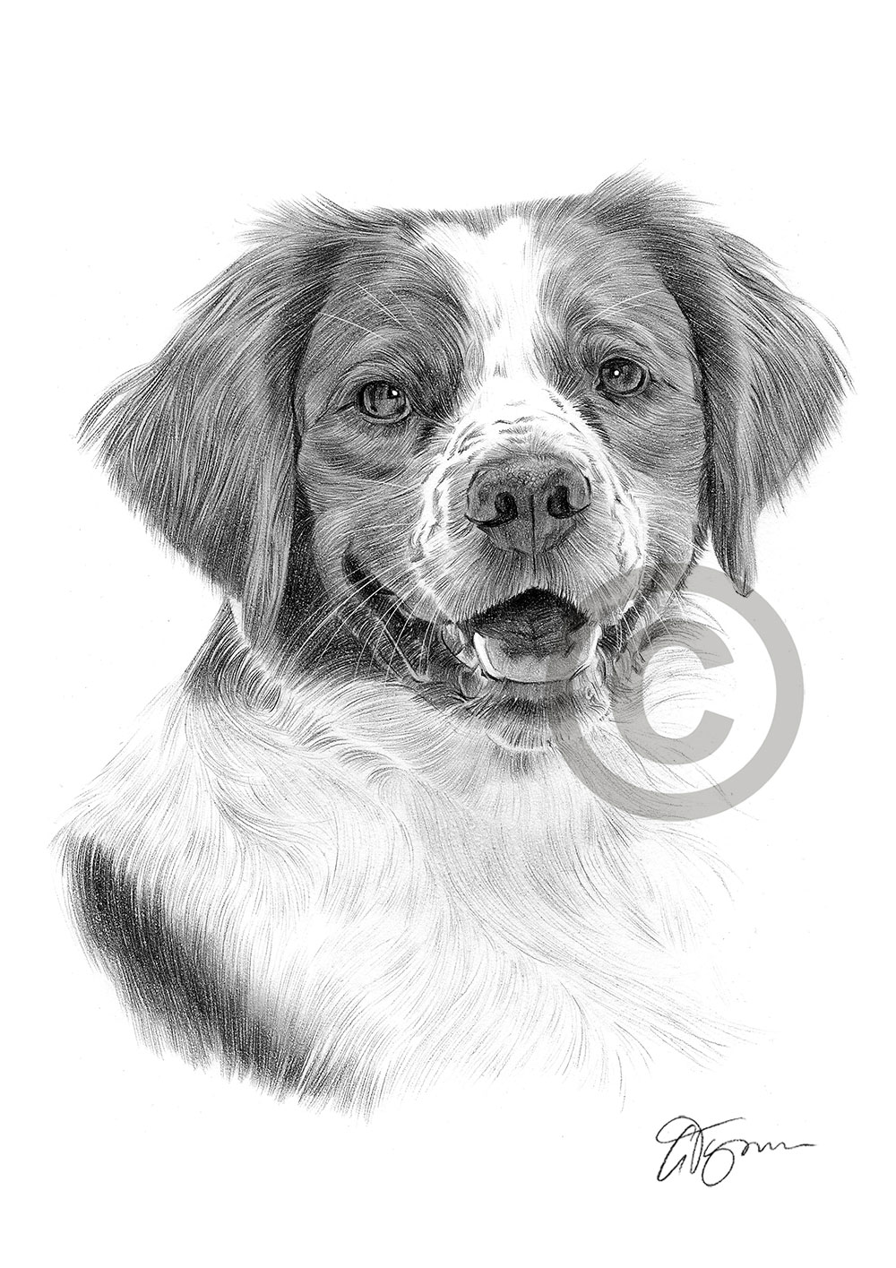 Pencil drawing of a Brittany Spaniel by artist Gary Tymon