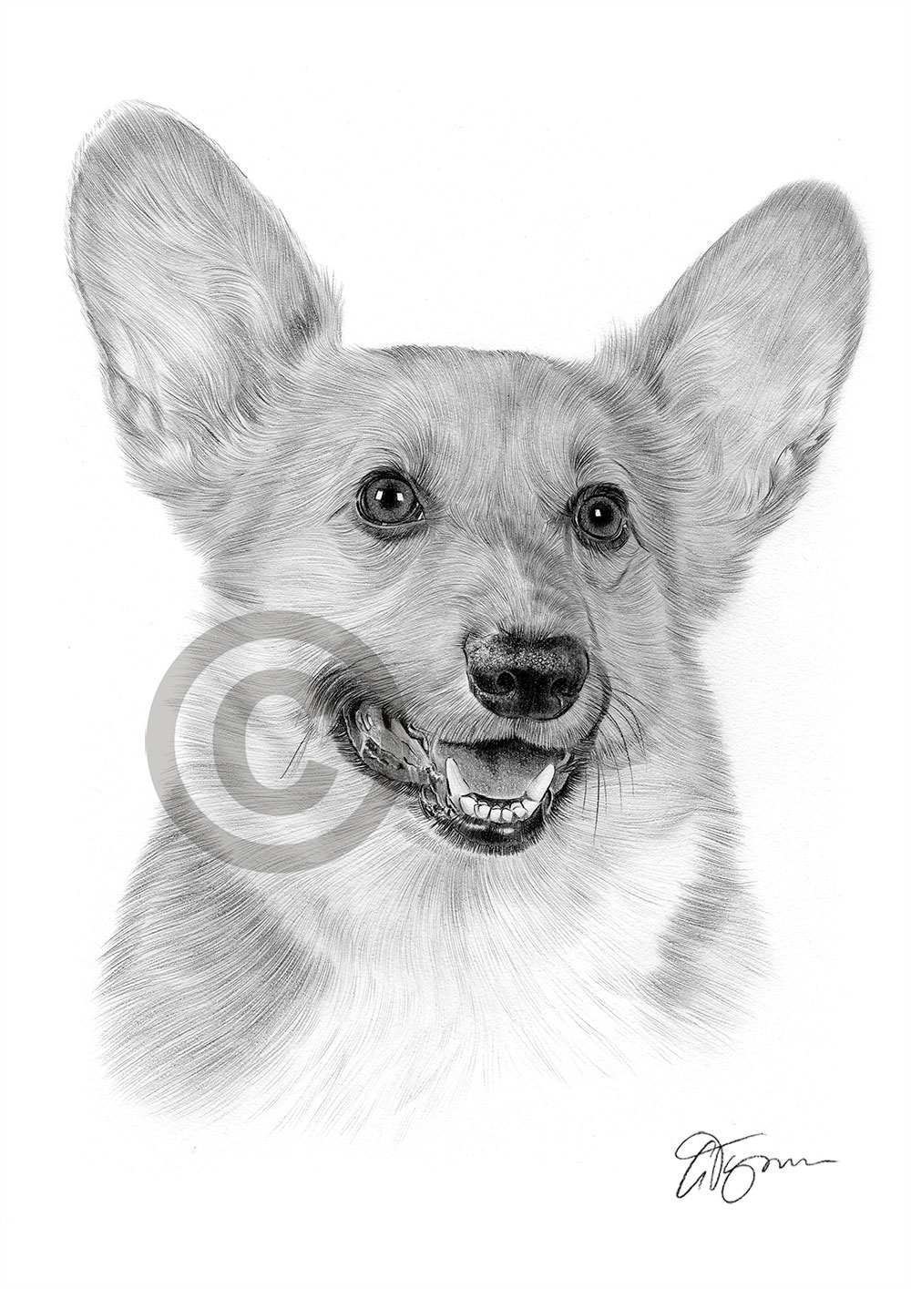 Pencil drawing of a Cardigan Corgi by artist Gary Tymon