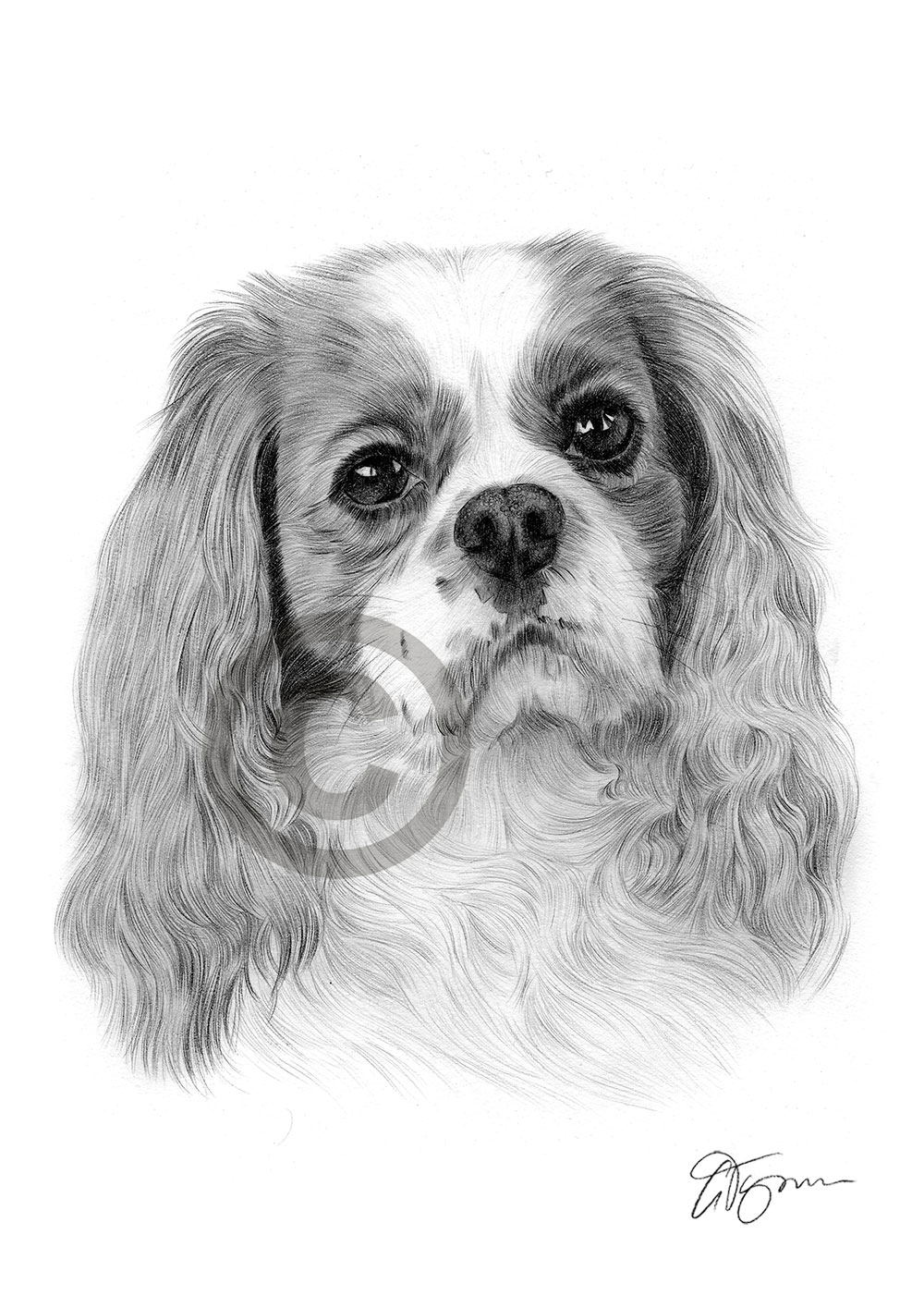 Pencil drawing of a Cavalier Spaniel by artist Gary Tymon