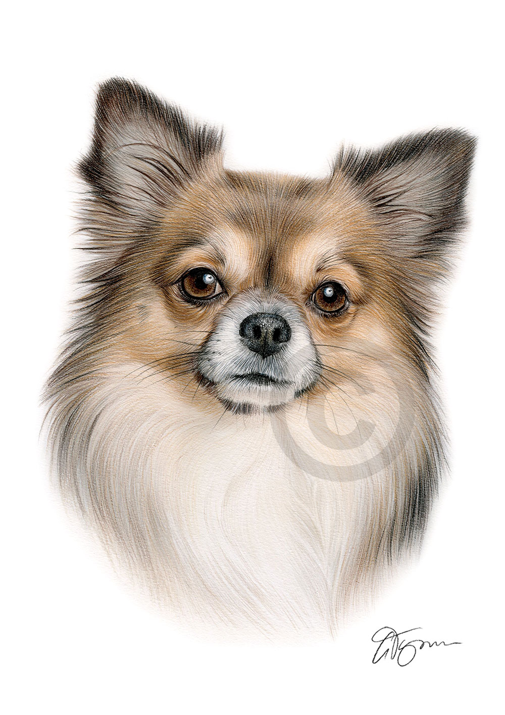 Pencil drawing of a Chihuahua in colour by artist Gary Tymon
