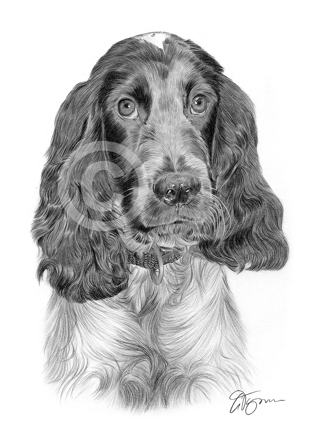 Pencil drawing of a Cocker Spaniel by artist Gary Tymon
