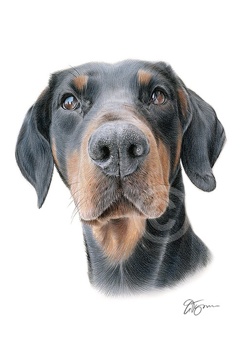 Pencil drawing of a Doberman Pinscher