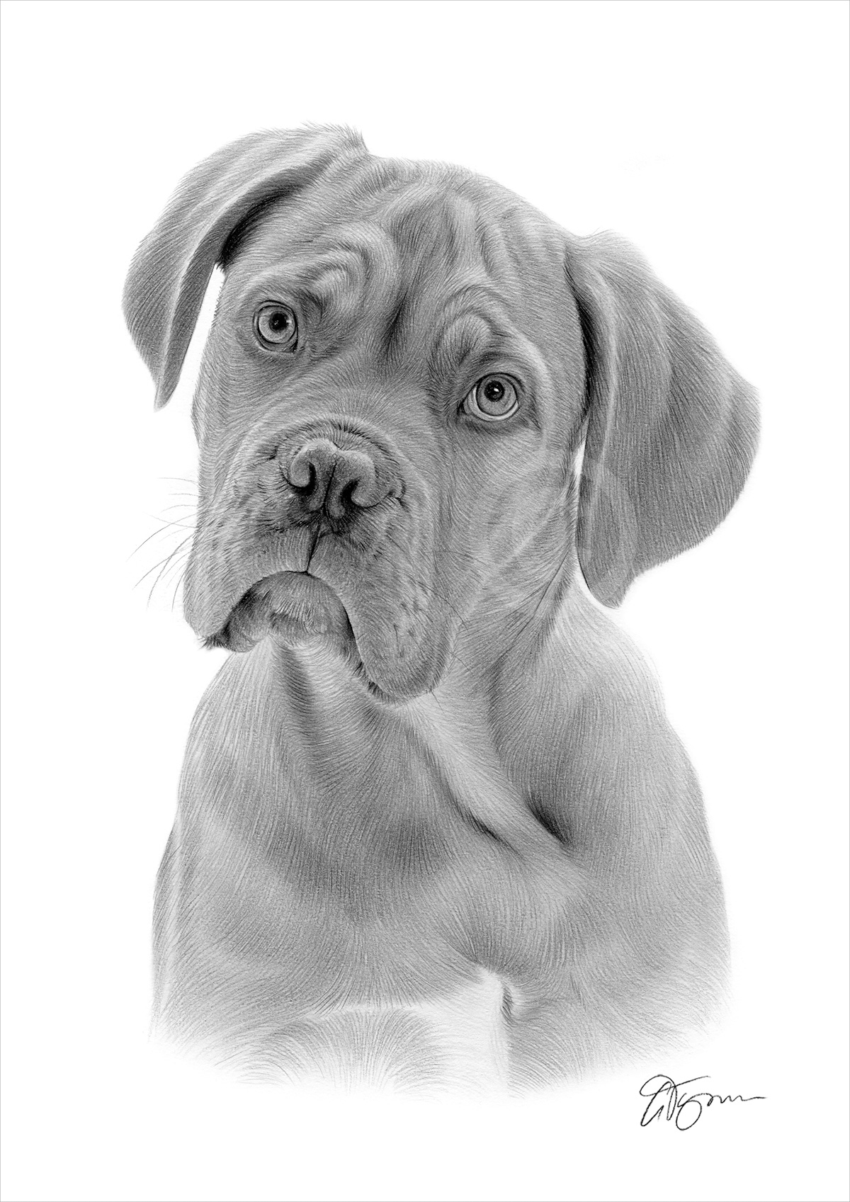 Pencil drawing of a Dogue De Bordeaux by artist Gary Tymon