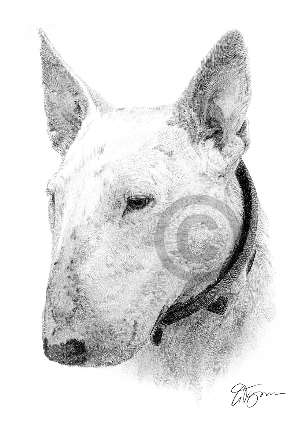 Pencil drawing of an English Bull Terrier by artist Gary Tymon