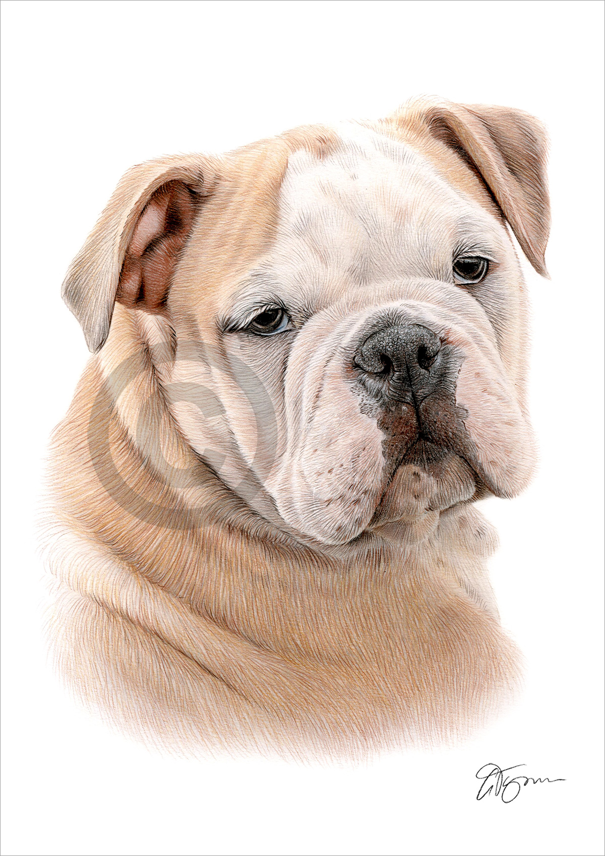 Pencil drawing of an English Bulldog in colour by artist Gary Tymon