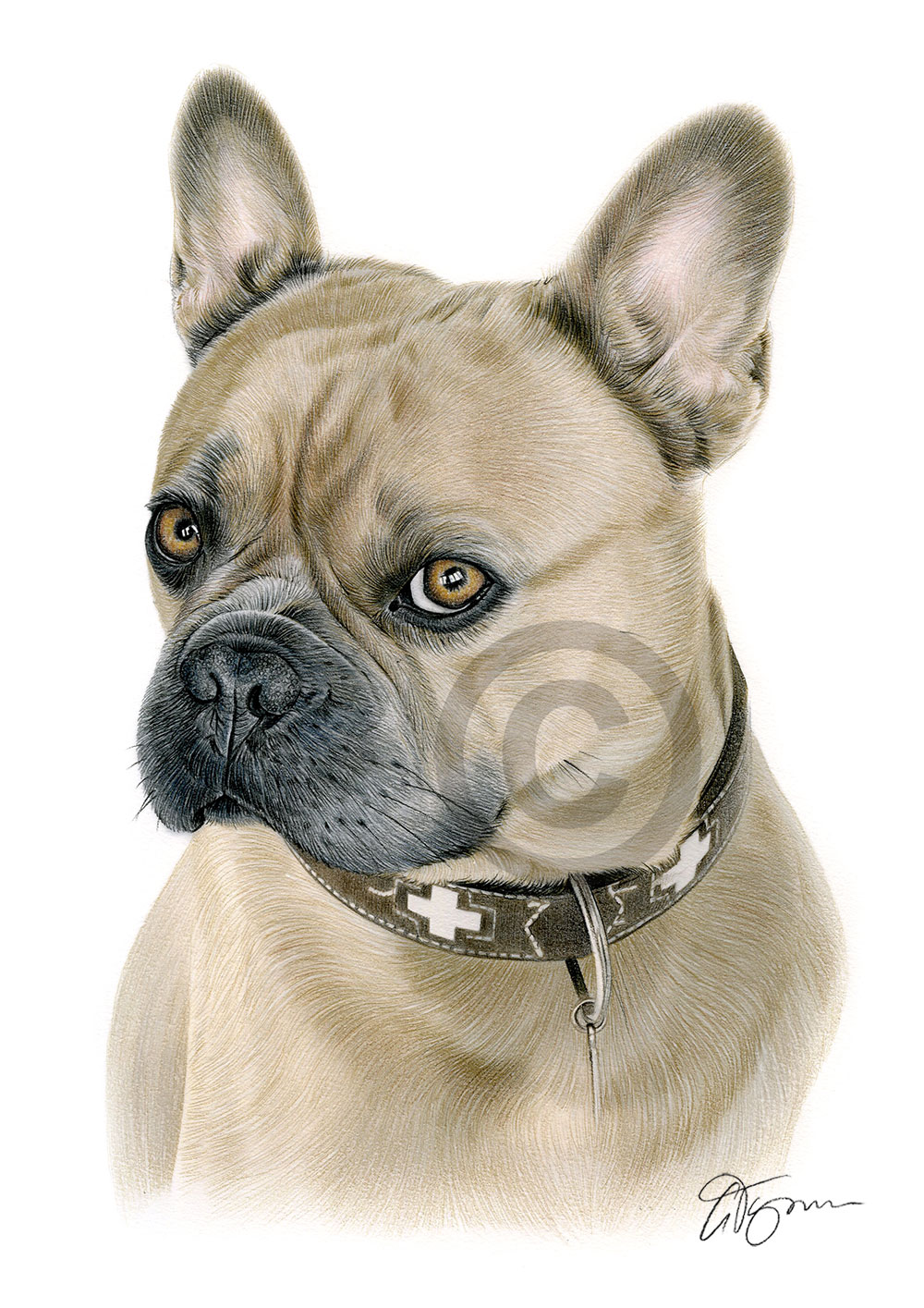Pencil drawing of a French Bulldog in colour by artist Gary Tymon