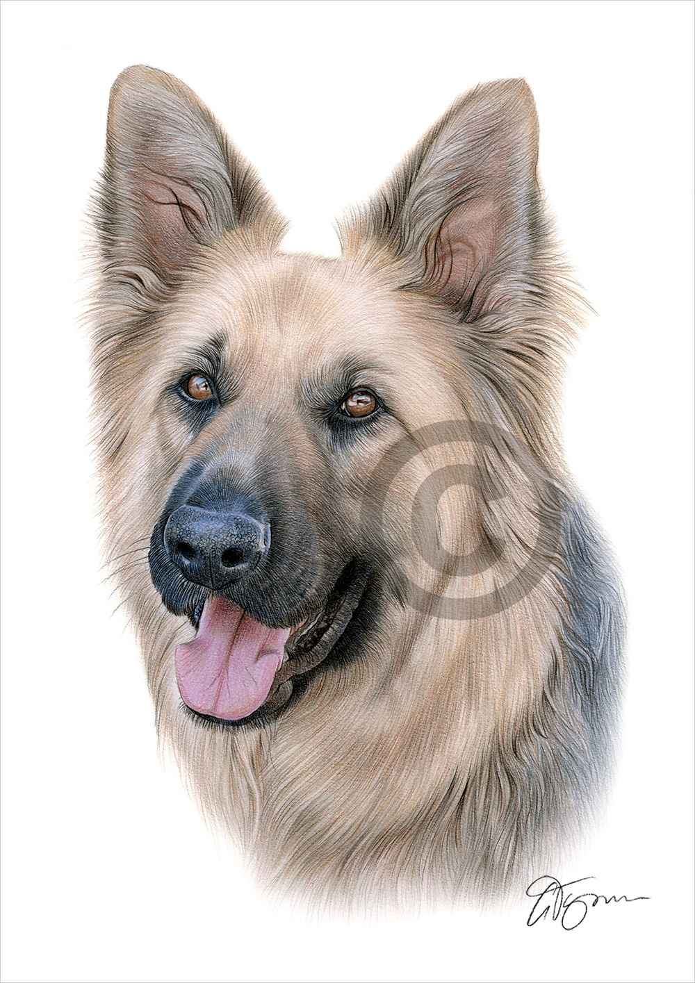 Pencil drawing of a German Shepherd in colour by artist Gary Tymon