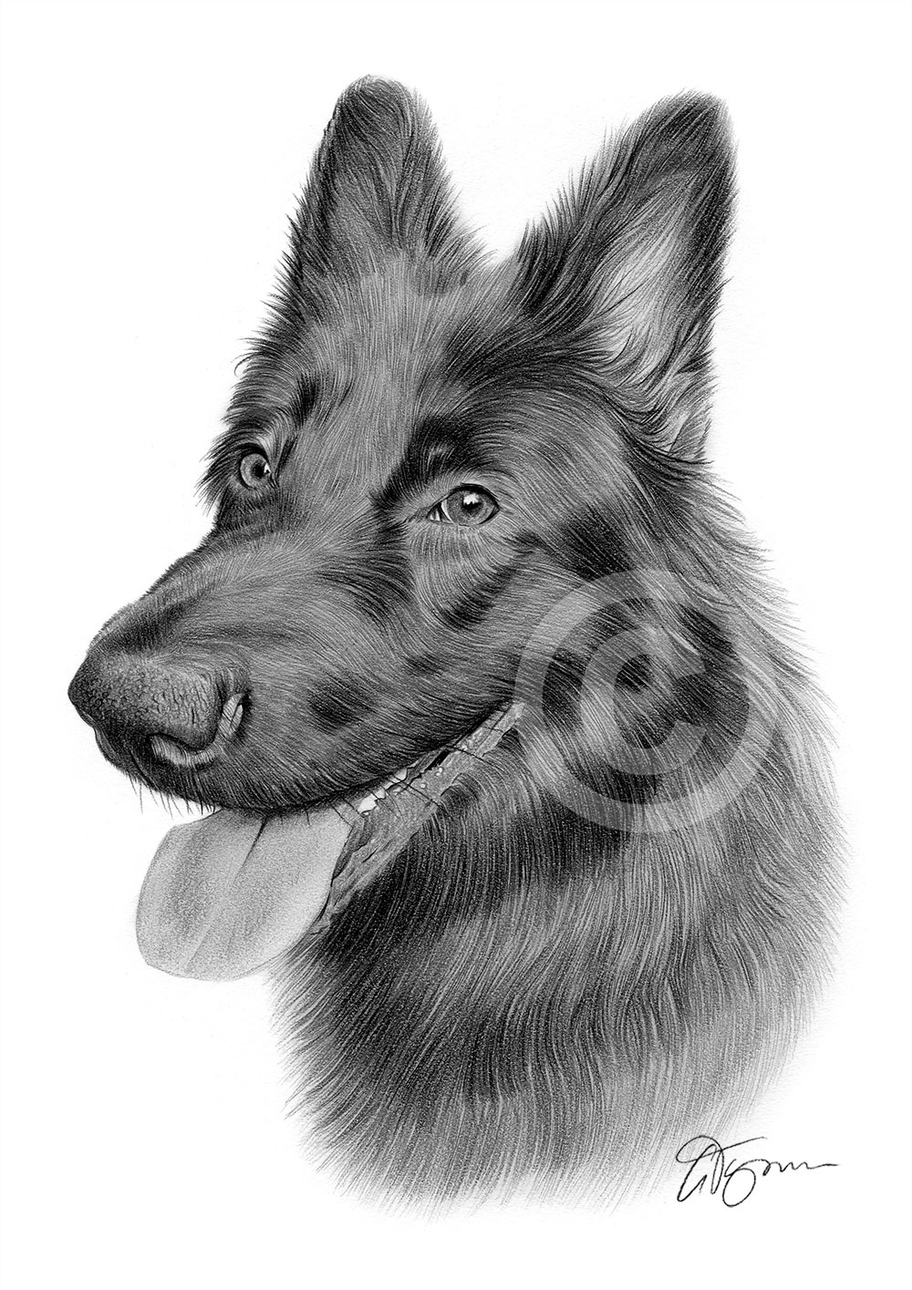 Pencil drawing of a German Shepherd by artist Gary Tymon