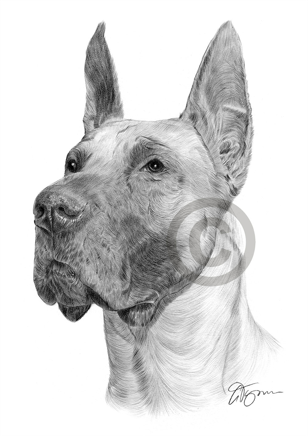 Pencil drawing of a Great Dane by artist Gary Tymon