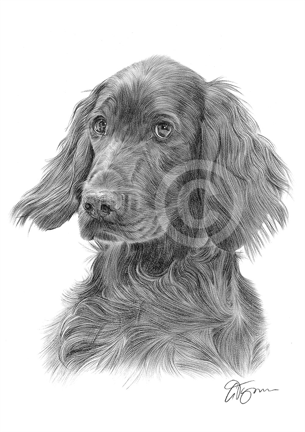 Pencil drawing of an Irish Setter by artist Gary Tymon