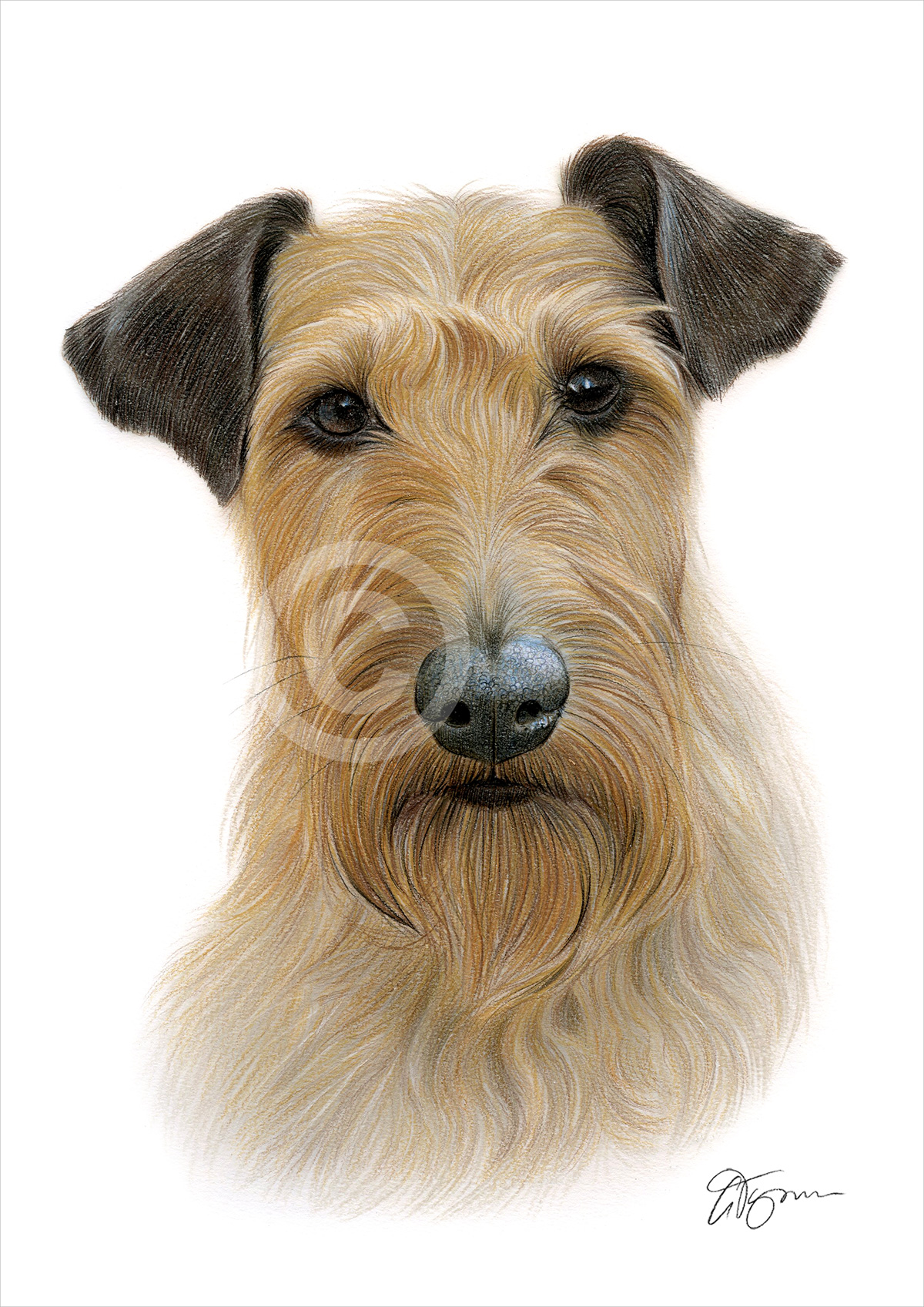 Pencil drawing of an Irish Terrier in colour by artist Gary Tymon