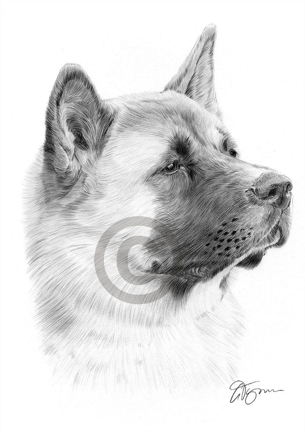 Pencil drawing of a Japanese Akita by artist Gary Tymon