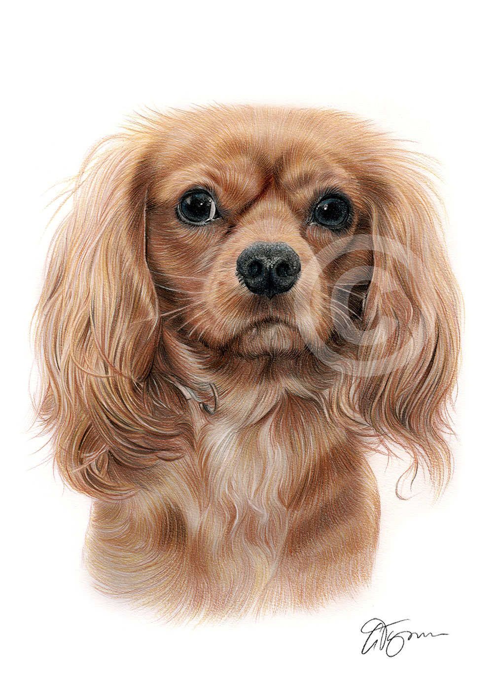 Pencil drawing of a King Charles Spaniel in colour by artist Gary Tymon