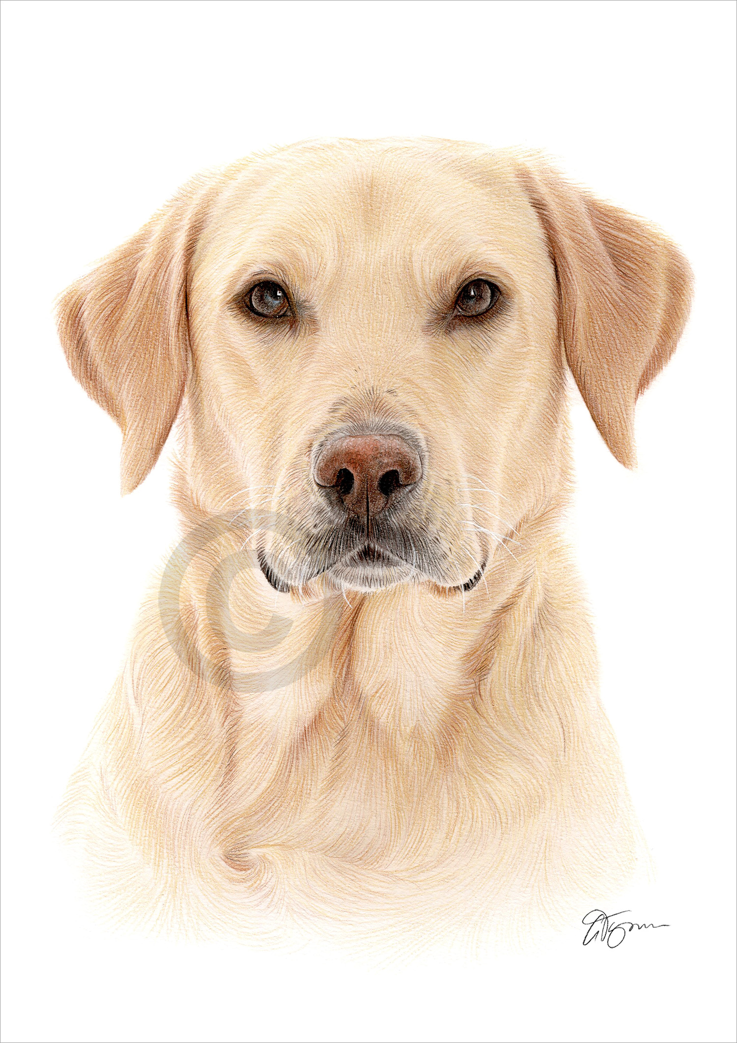 Pencil drawing of a Labrador Retriever in colour by artist Gary Tymon