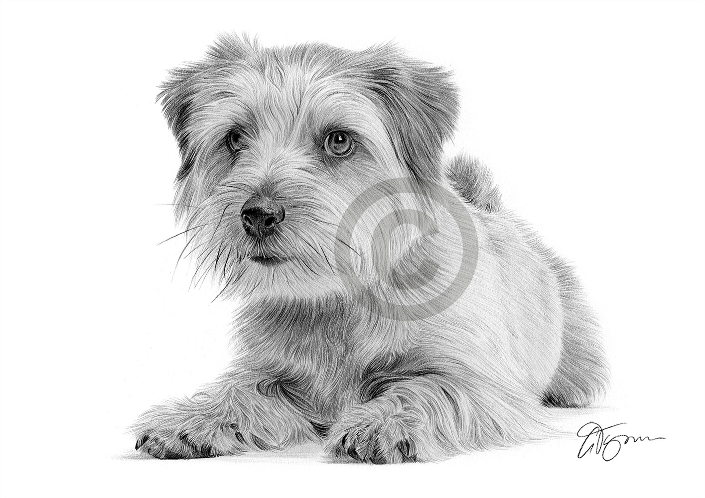 Pencil drawing of a Norfolk Terrier by artist Gary Tymon