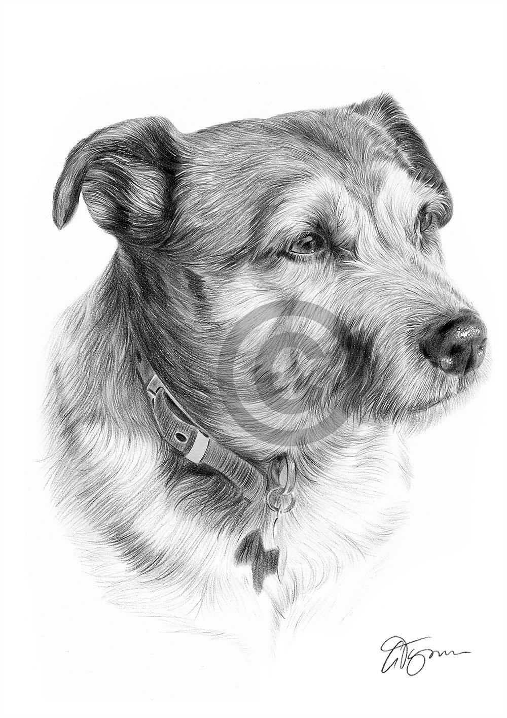 Pencil drawing of a Patterdale Terrier in portrait by artist Gary Tymon