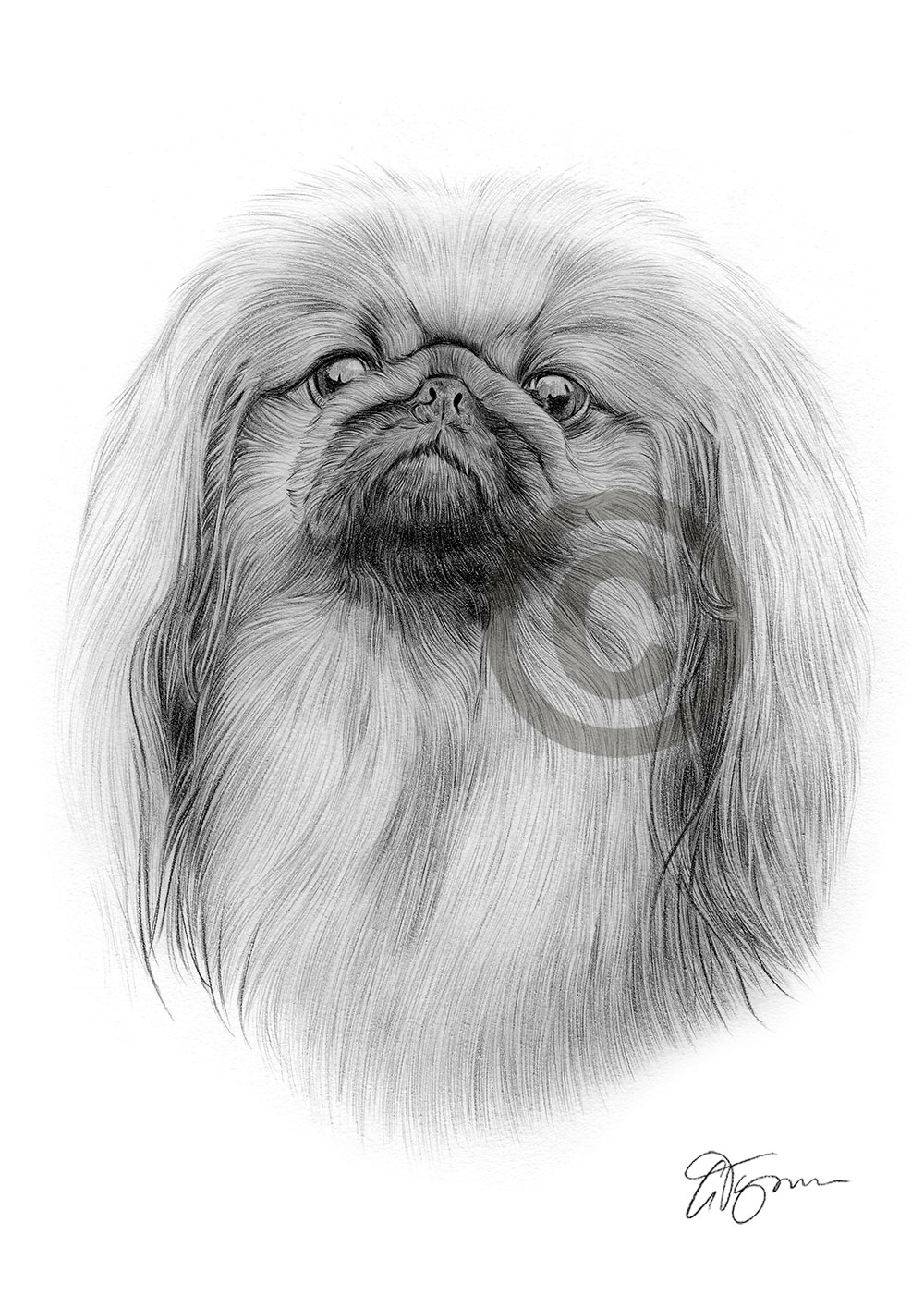 Pencil drawing of a Pekingnese by artist Gary Tymon