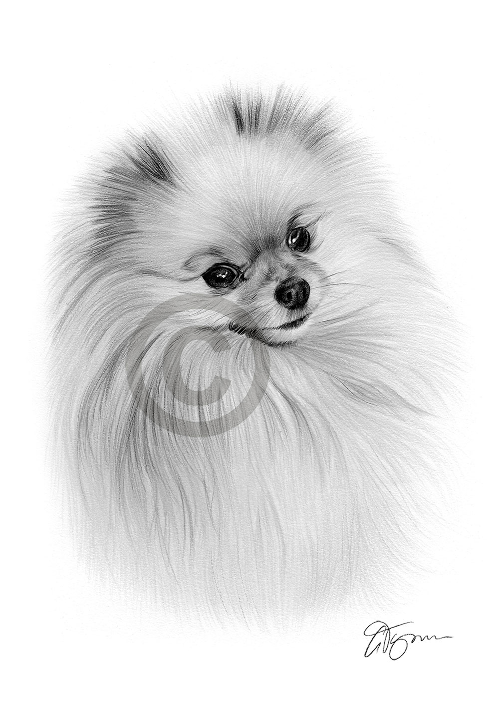 Pencil drawing of a Pomeranian by artist Gary Tymon