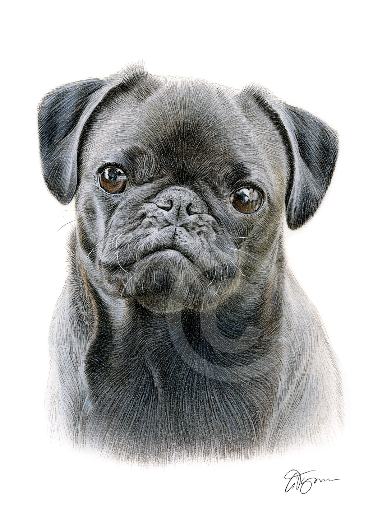 Pencil drawing of a Pug in colour by artist Gary Tymon