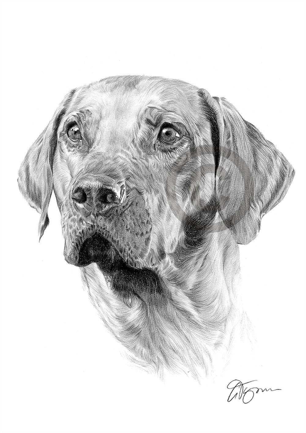 Pencil drawing of a Rhodesian Ridgeback by artist Gary Tymon