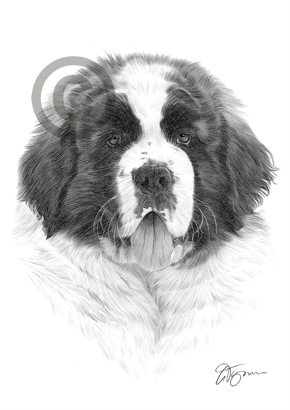 Pencil drawing of a Saint Bernard by artist Gary Tymon