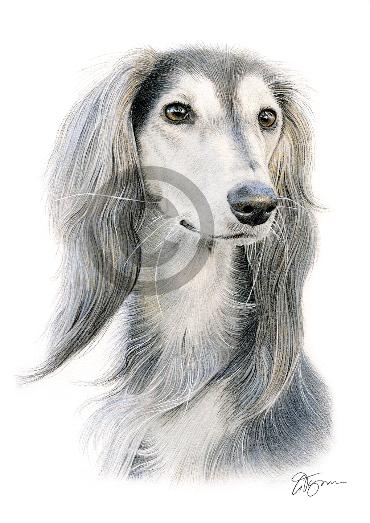 Pencil drawing of a Saluki in colour by artist Gary Tymon