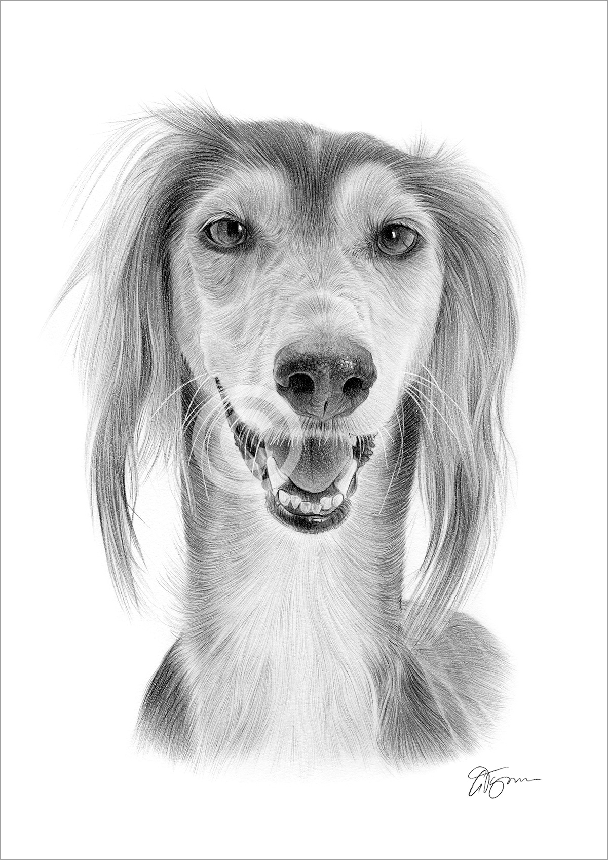 Pencil drawing of a Saluki Pencil drawing of a Saluki by artist Gary Tymon