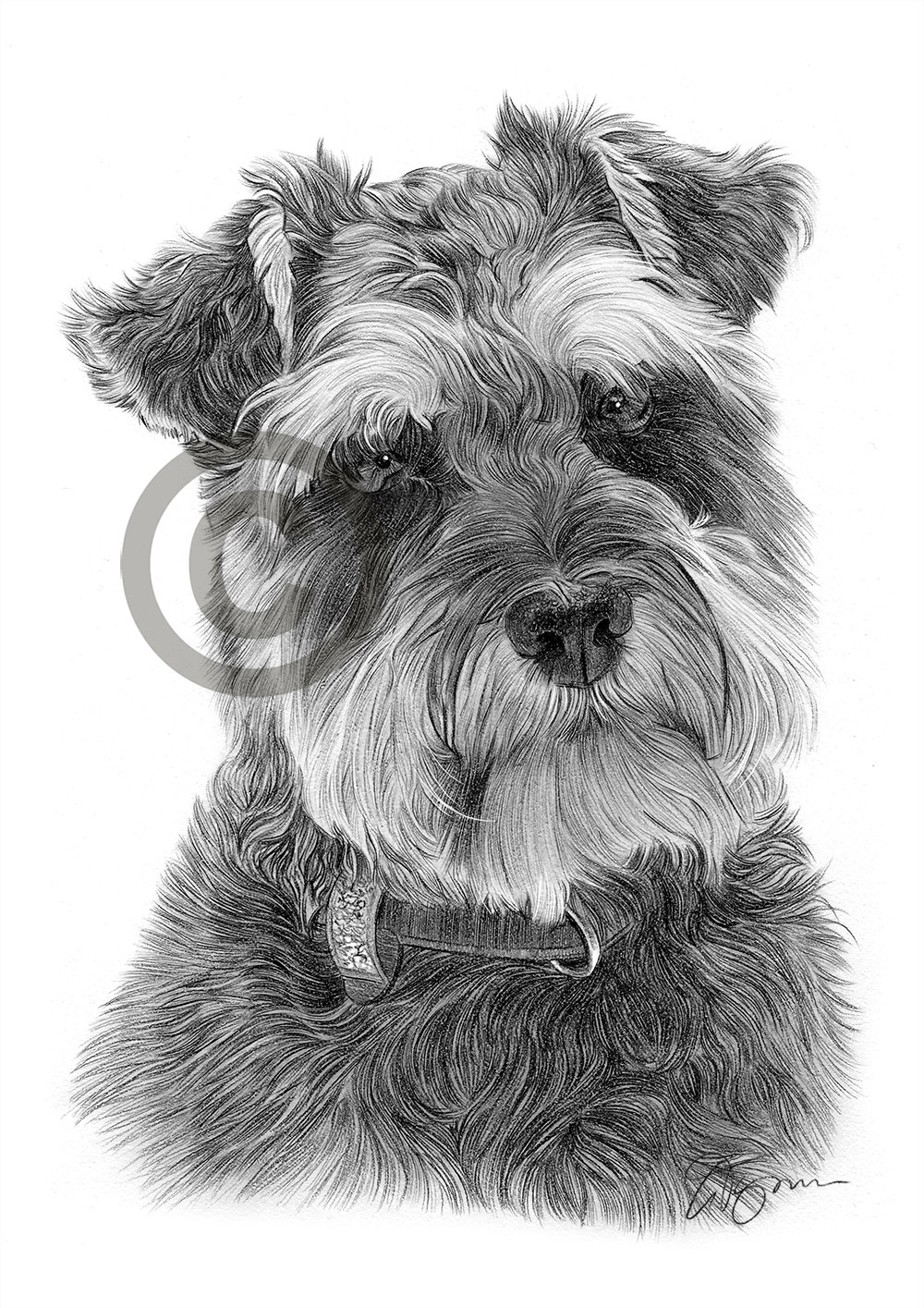 Pencil drawing of a Schnauzer by artist Gary Tymon
