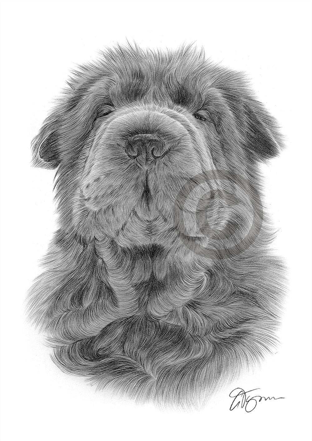 Pencil drawing of a Shar Pei by artist Gary Tymon