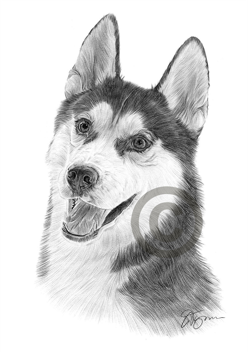 Pencil drawing of a Siberian Husky Pencil drawing of a Siberian Husky by artist Gary Tymon