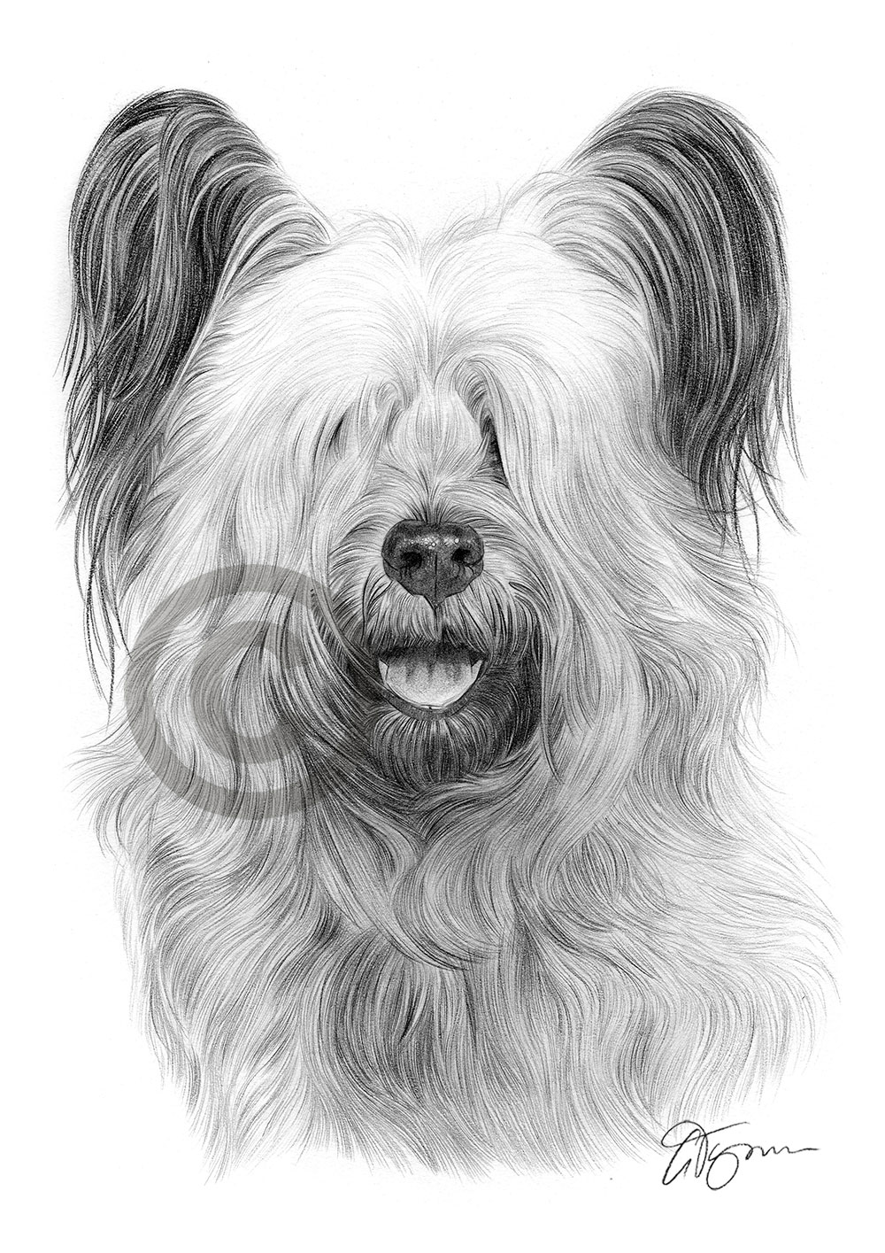 Pencil drawing of a Skye Terrier Pencil drawing of a Skye Terrier by artist Gary Tymon