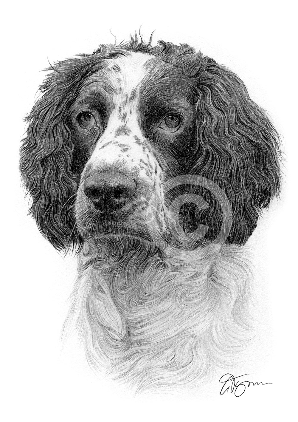 Pencil drawing of a Springer Spaniel by artist Gary Tymon