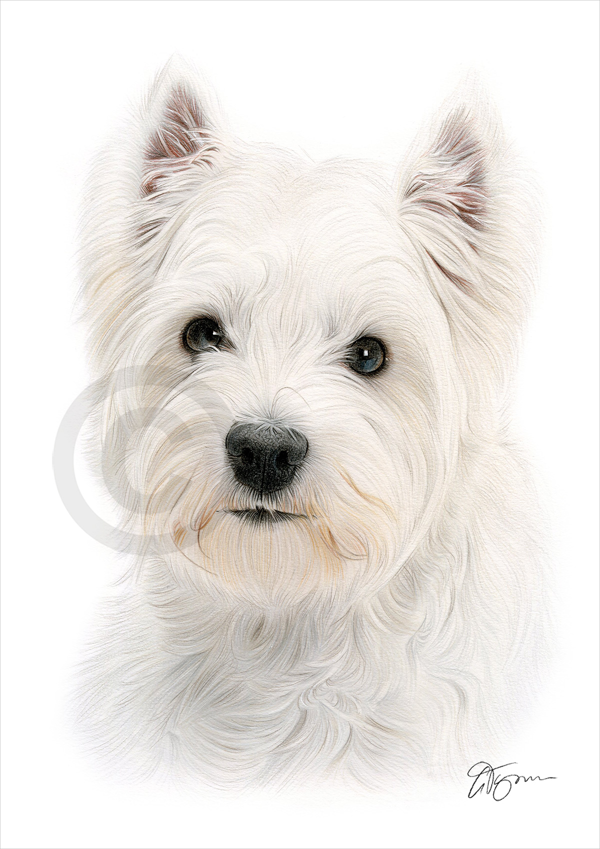 Pencil drawing of a West Highland White Terrier in colour by artist Gary Tymon