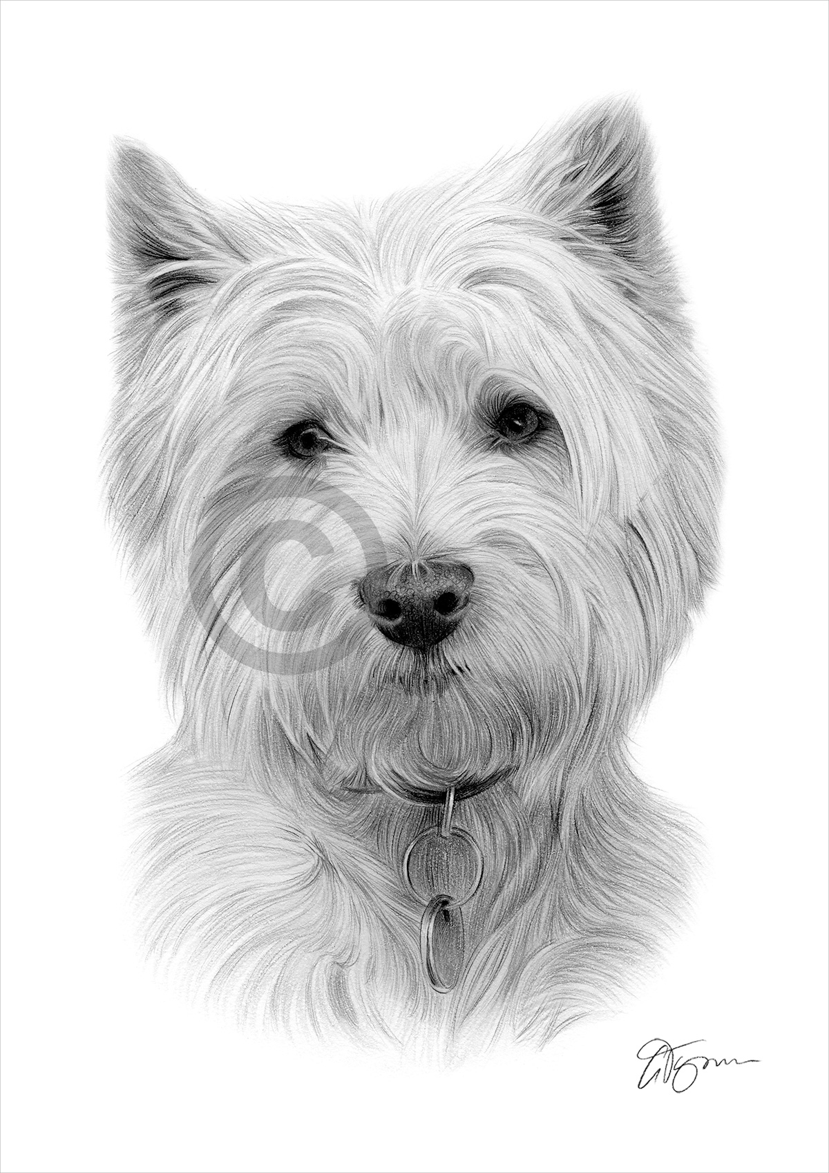 Pencil drawing of a West Highland White Terrier by artist Gary Tymon