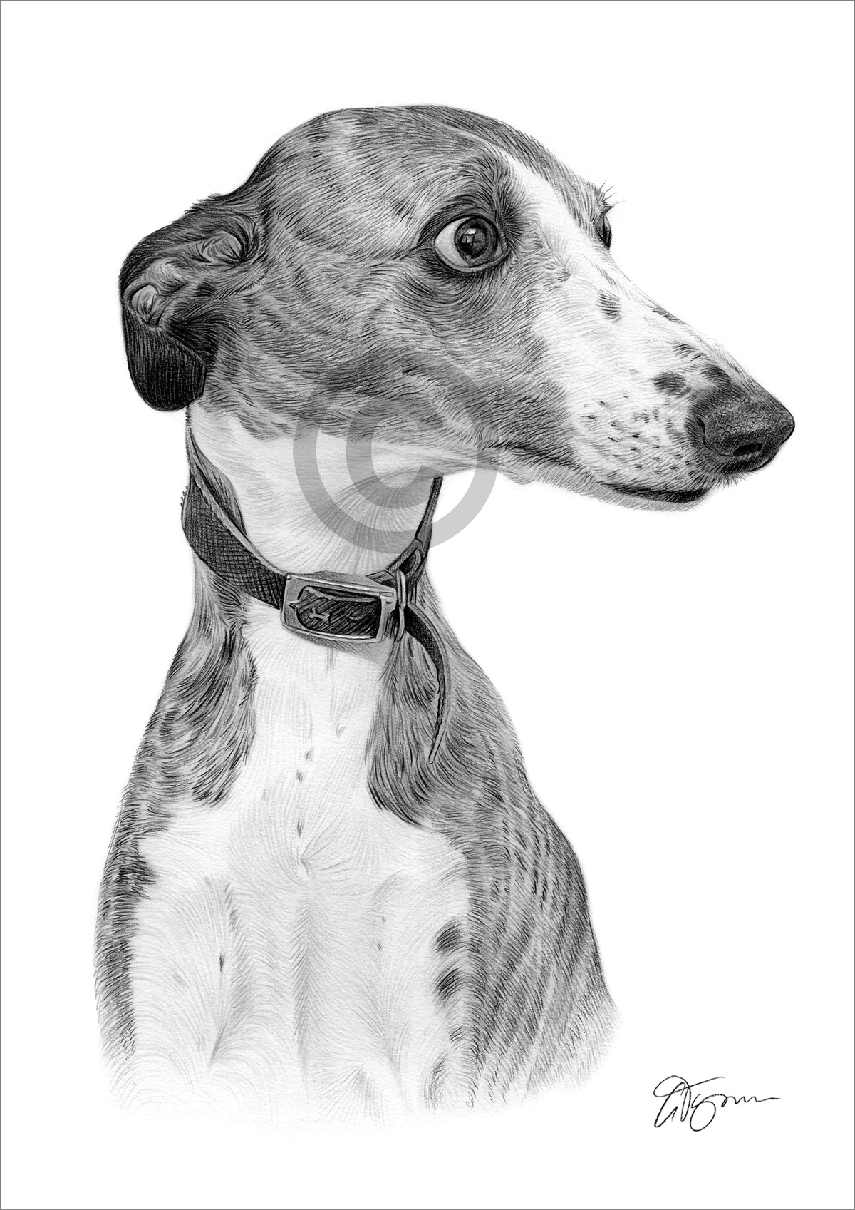 Pencil drawing of a Whippet by artist Gary Tymon