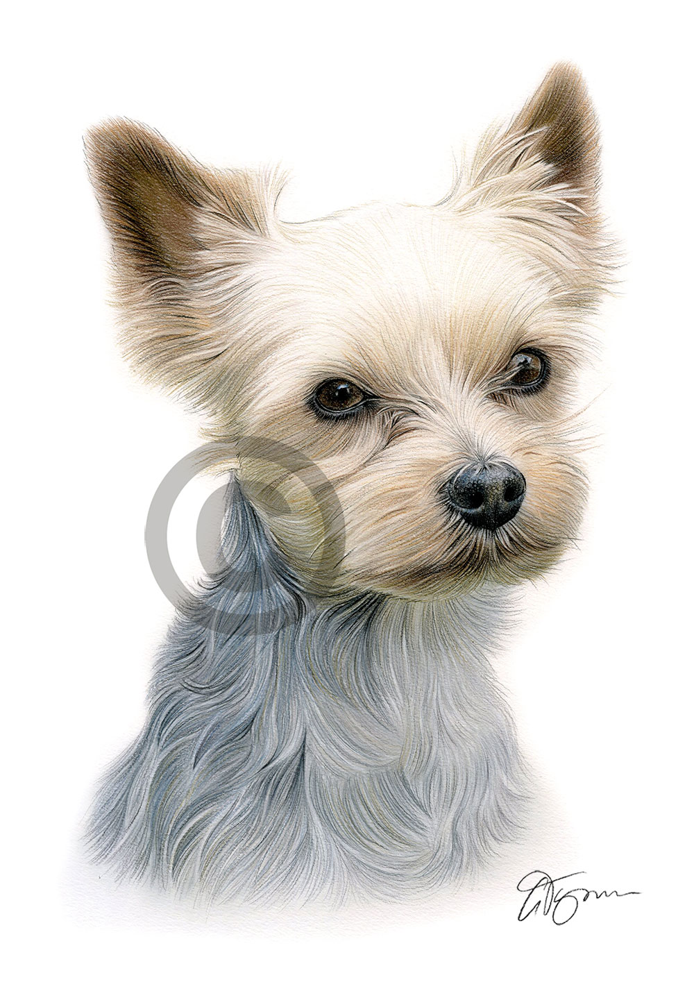 Pencil drawing of a Yorkshire Terrier in colour by artist Gary Tymon
