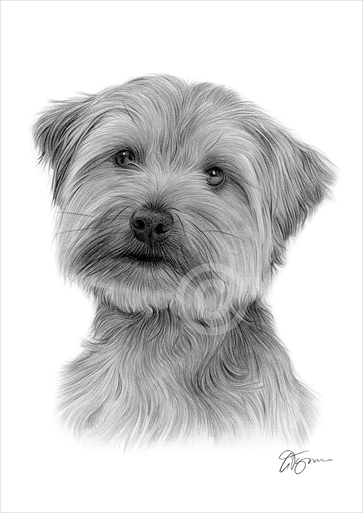 Pencil drawing of an adult Yorkshire Terrier Pencil drawing of an adult Yorkshire Terrier by artist Gary Tymon