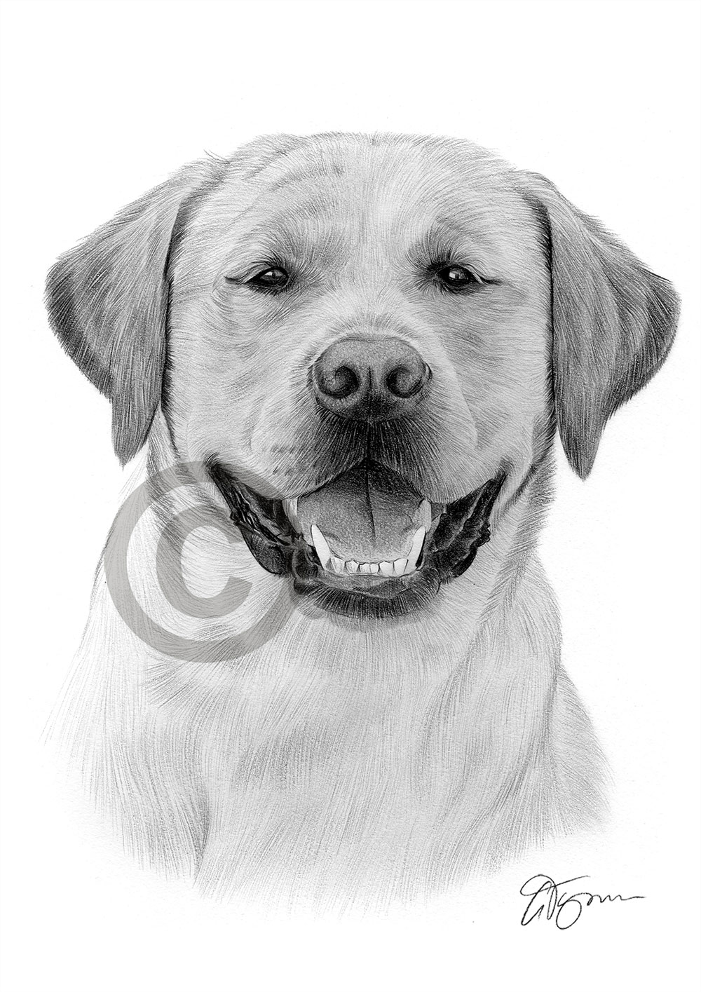 Pencil drawing of an adult labrador retriever by artist Gary Tymon