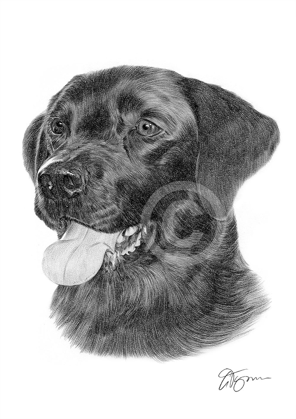 Pencil drawing of a black labrador retriever by artist Gary Tymon