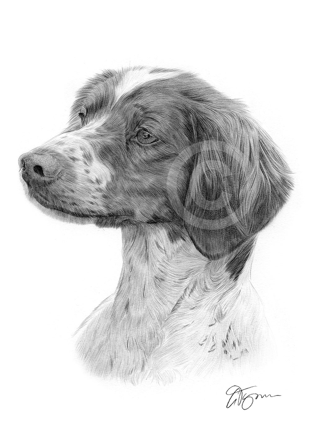 Pencil drawing of a young Brittany spaniel by artist Gary Tymon