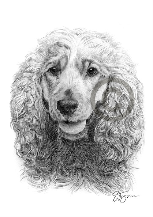 Pencil drawing of a cocker spaniel