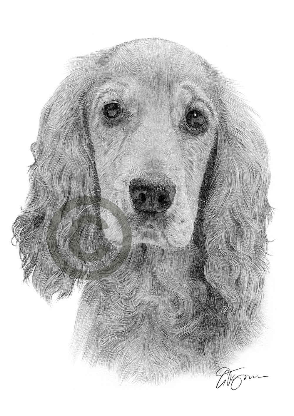 Pencil drawing of a young cocker spaniel by artist Gary Tymon